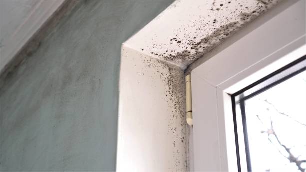 Best Black Mold Removal  in Arapahoe, NE