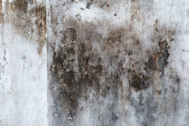 Best HVAC Mold Inspection and Cleaning  in Arapahoe, NE